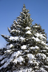 Snowy pine tree on a blue sky