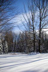 Obraz premium Winter forest with the shadows of the trees on the snow
