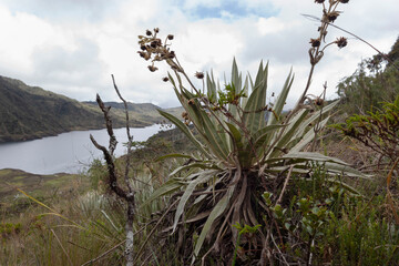 Close up to a frailejon plant with yellow flowers and paramo ecosystem at background