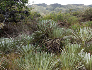 A group of frailejones plants with andean mountain range at background at colombian paramo ecosystem