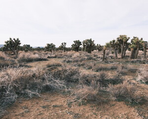 Joshua Trees and Prime Desert Woodland Reserve in Lancaster California.