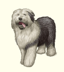 Dog white home friend domestic