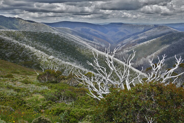 MT Hotham district panorama showing deep valleys ,rugged generic vegetation, dead trees and snow gums from high in the Alpine district of Victoria.
