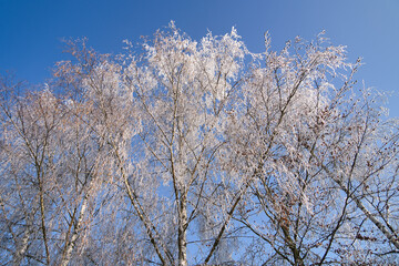 Gefrorene Eisschicht, Eiskristalle auf den Ästen der Bäume in der winterlichen Morgensonne