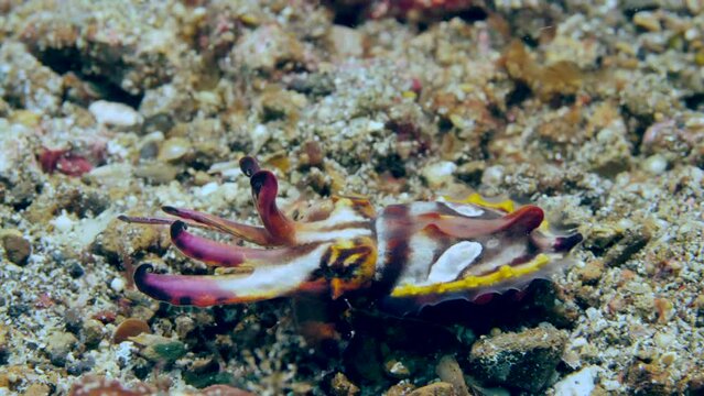 Cuttlefish vibrant Metasepia pfefferi has been given various nicknames such as painted, bright, or fiery cuttlefish and is one of most remarkable mollusks in aquatic realm.