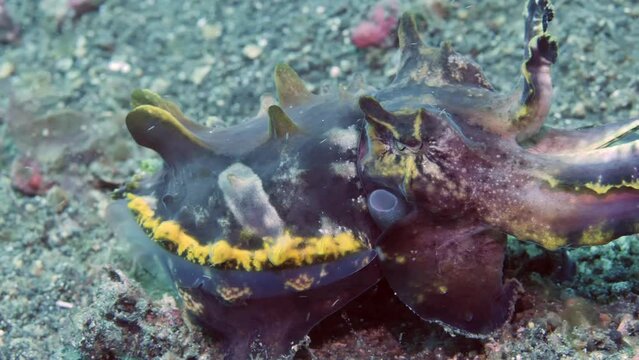 Underwater life of bright cuttlefish Metasepia pfefferi. Cuttlefish strolls along underwater bottom. Amazing world of wild marine nature fascinates on background of clear transparent water.