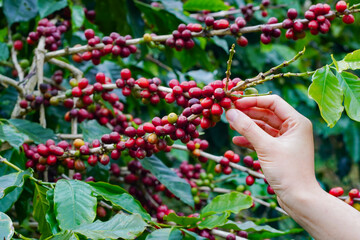 Harvesting red coffee beans, agriculture concept Harvest the Arabica coffee berries of the coffee plant. Farm organic arabica coffee beans, green robusta and arabica coffee berries by farmer's hands.