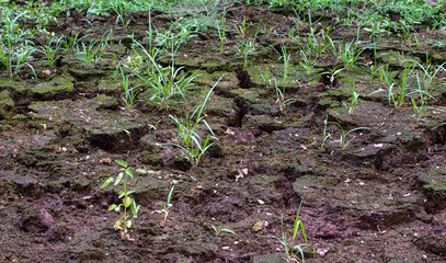 Pond dried up due to Missouri drought.