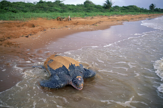 A turtle buries eggs on a beach, Suriname