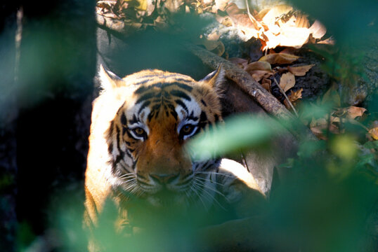 Kanha National Park, India