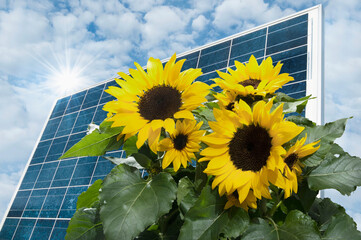 Sunflower with solar panel, Bavaria, Germany