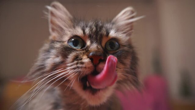 The cat sticking its tongue out, the cat licking itself