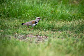 A small womb bird hiding behind some pastures