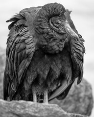 Black Vulture