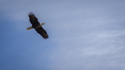 Bald Eagle in Flight