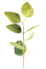 Branch eucalyptus leaf on isolated white background. Leaves clipping path object.