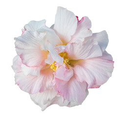 Cotton rose hibiscus flower on isolated white background. Floral clipping path object