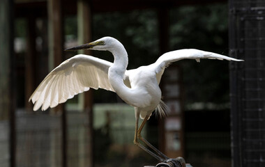 Great Egret (Ardea alba)