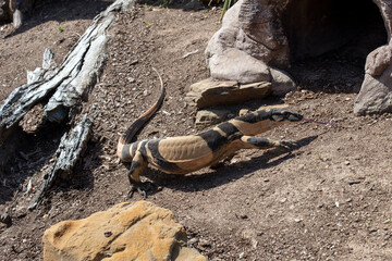 Perentie (Varanus giganteus)