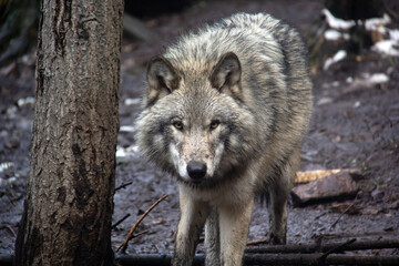 Grey wolf walking in the forest