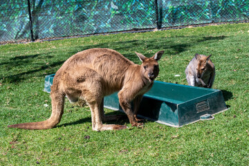 Red Kangaroo (Macropus rufus) © Tara