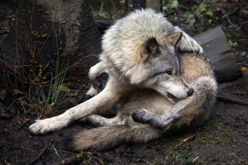 Grey wolf cleaning himself