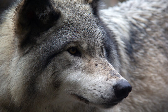 Close portrait of a grey wolf