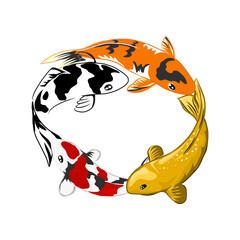 a group of koi fish swimming around, transparent background