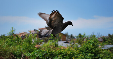A domestic pigeon flying on a housing area during the day