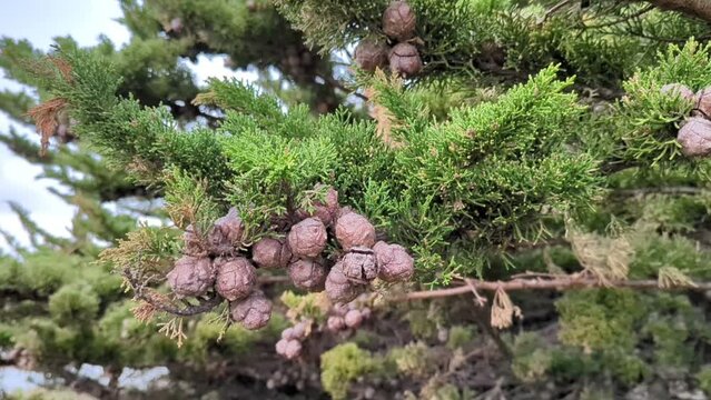 Monterey cypress cones in Half Moon Bay coast, cupressus macrocarpa, Arizona Cypress cones, closeup of pinecones foliage of Monterey Cypress