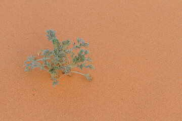 A plant growing out of a sand desert
