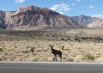 Red Rock Canyon Burro Nevada