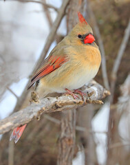 Northern Cardinal female sitting on a tree branch, Quebec, Canada