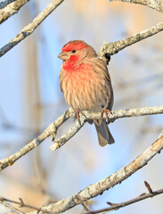 House finch sitting on a branch in winter, Quebec, Canada