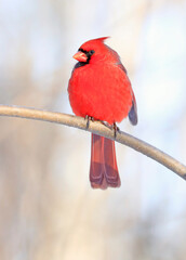 Male Red Cardinal bird sitting on the tree branch