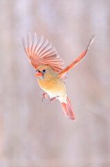 Northern Cardinal female flying , Quebec, Canada