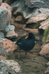 exotic birds outdoors and others in captivity with beautiful colors aven from south america