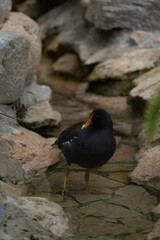 exotic birds outdoors and others in captivity with beautiful colors aven from south america