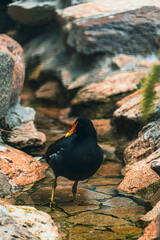 exotic birds outdoors and others in captivity with beautiful colors aven from south america