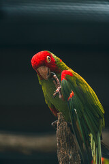exotic birds outdoors and others in captivity with beautiful colors aven from south america