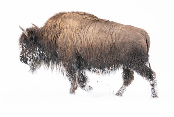 american bison isolated on white