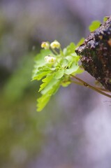 水しぶきの下、渓流の岩場にひっそりと咲くアズマシロガネソウ（観ていただき本当にありがとうございます。）