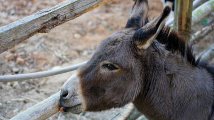 Donkeys in captivity