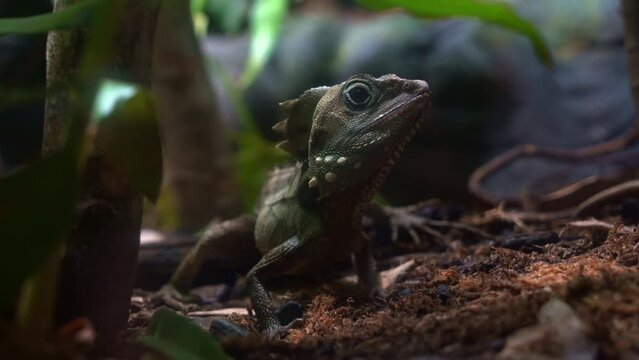 Close up shot of a Boyd's forest dragon, lophosaurus boydii perched on ground, wildlife species native to tropical rainforest environment in region of northern Queensland, Australia.