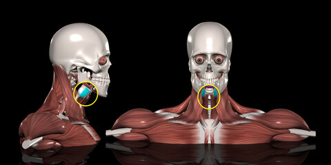 人体の頚部筋肉（甲状舌骨筋）