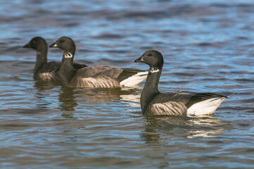 Brent Goose, Branta bernicla - Geese in the environment during winter migration