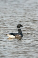 Brent Goose, Branta bernicla - Geese in the environment during winter migration