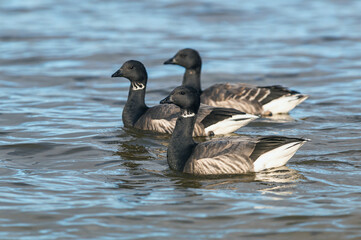 Brent Goose, Branta bernicla - Geese in the environment during winter migration