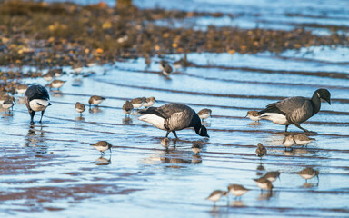 Brent Goose, Branta bernicla and Dunlin, Calidris alpina - birds in the environment during winter...