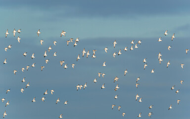 Dunlin, Calidris alpina - Dunlins in flight over environment during migration